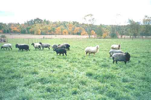 ewes on pasture